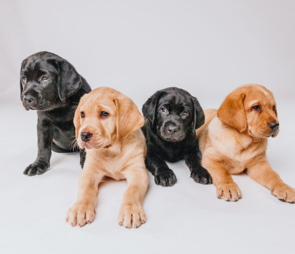 Name a Guide Dog puppy! - Guide Dogs Victoria