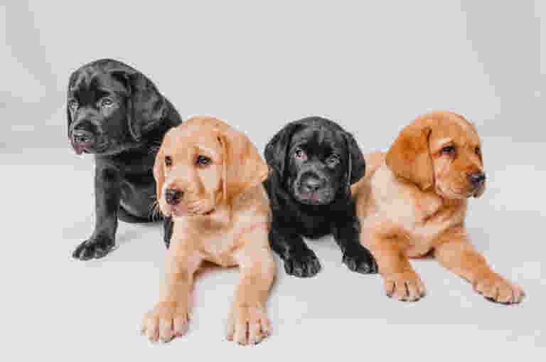Four Labrador puppies, two black and two yellow, laying in a row.