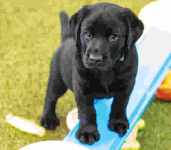 A black Labrador puppy standing on a blue toy set.
