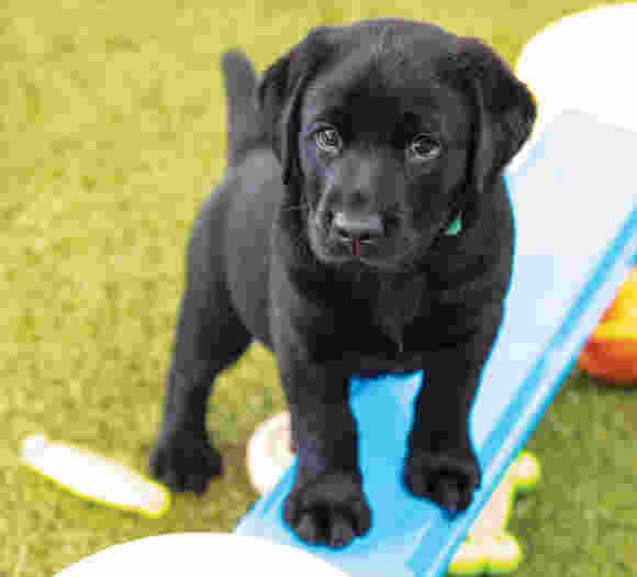 A black Labrador puppy standing on a blue toy set.