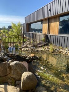 The koi pond and greenery in GDV's sensory garden. Large rocks are in the front left and smaller rocks line the pond in the background.