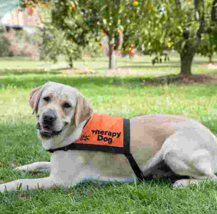 A yellow Labrador in an orange Therapy Dog coat.