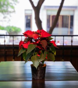 A poinsettia plant blooming with red and green foliage sitting on top of a wooden table.
