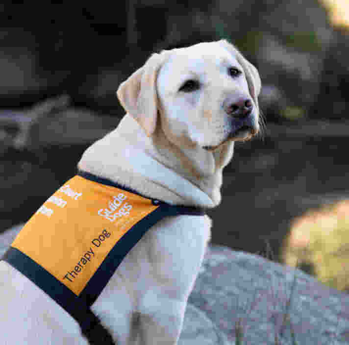 A yellow Labrador in an orange Therapy Dog coat.