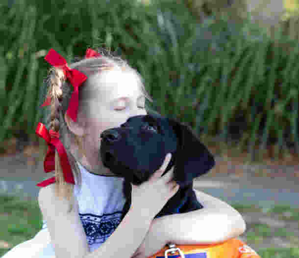 A young girl cudding into a black Labrador puppy.