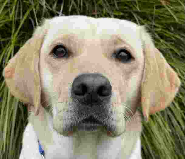 A close up headshot of yellow Ambassador Dog, Millie.