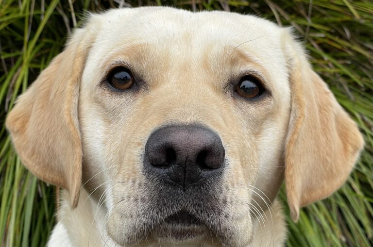 A close up headshot of yellow Ambassador Dog, Millie.