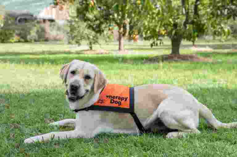 A yellow Labrador in an orange Therapy Dog harness lying in the grass.