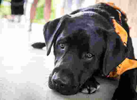 A black Therapy Dog laying down, looking at the camera. He is wearing an orange Therapy Dog bandana.