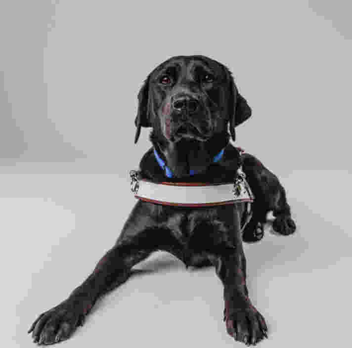 A black Guide Dog in harness laying down.