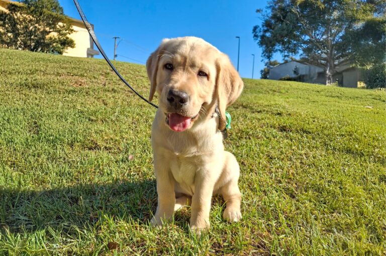 Guide Dog Tales Winter 2025