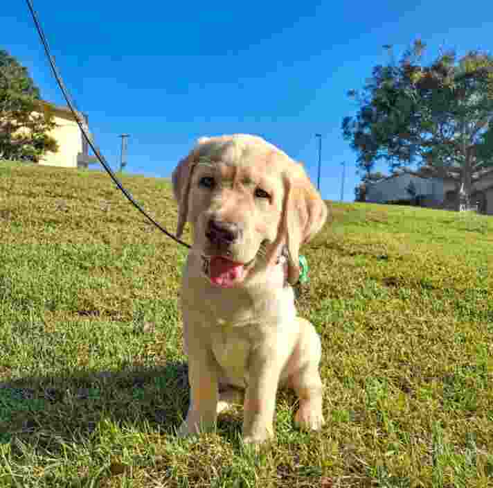 A yellow Labrador puppy, Christiaan sitting on grass in an open field.
