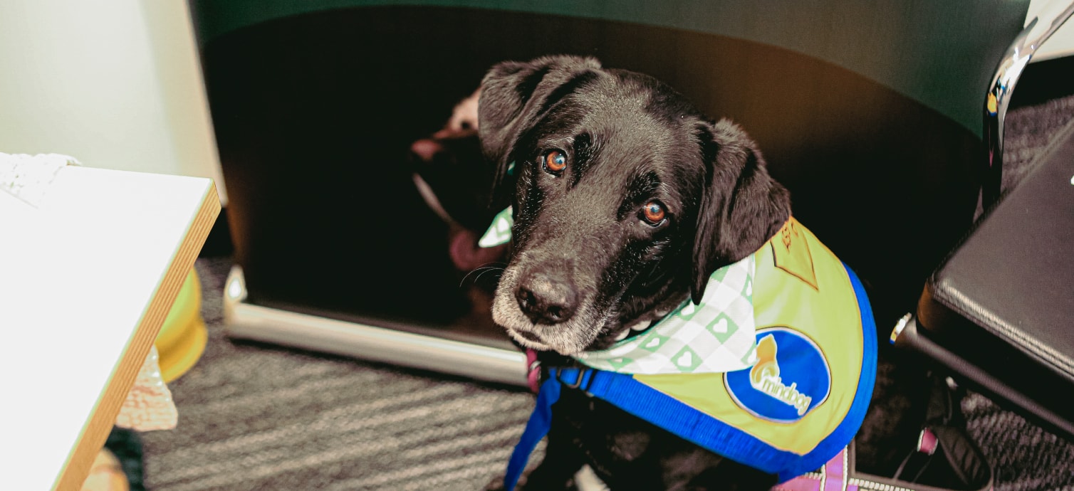 Black dog looking up at their owner in an office setting.