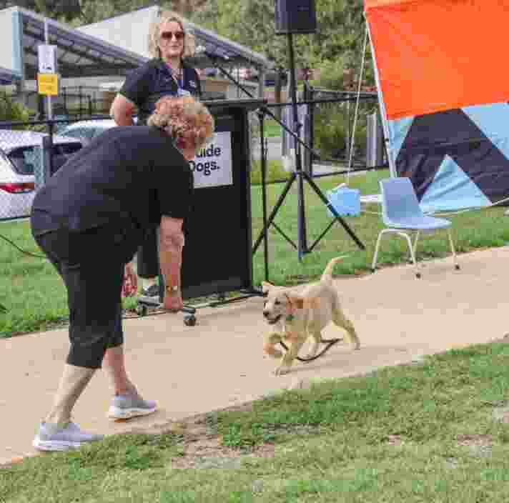 Yellow pup Rocket from the Fruit and Veg litter, runs towards their puppy raiser Kathryn.