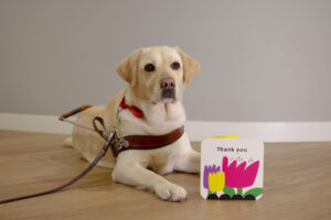 A Guide Dog lying beside a thank you card with colourful flowers.