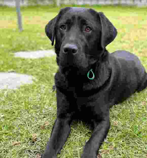 Gil, a black Labrador lying on the grass in an outdoor setting.