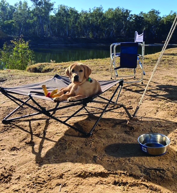 A lab puppy, Rocket, lies on a raised pet bed at a riverside campsite with a chew toy, metal bowl, and camping chairs nearby.