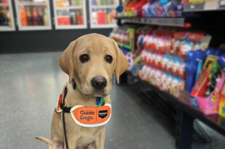 Guide Dog Tales Spring 2025