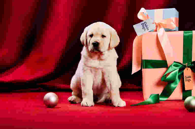 A puppy sits on a red velvet backdrop surrounded by festive decorations. To the right are large gift boxes wrapped in peach paper with green ribbons, one featuring a tag that reads “Guide Dogs.” A smaller gift box with a blue lid and peach ribbon rests on top, with a card that says “Guide Dogs.” Shiny ornaments in silver and pink are scattered on the floor.