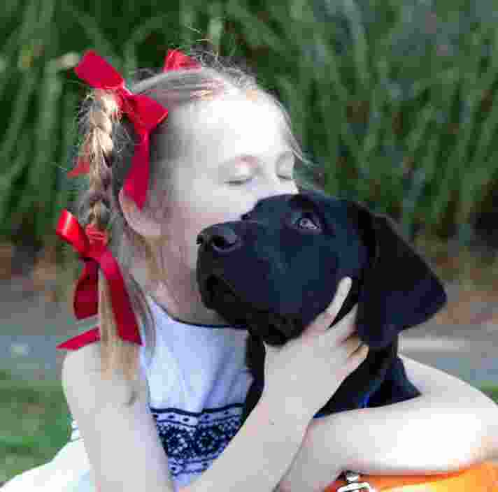 Young girl with plaits and red ribbons hugs and kisses the head of a black Labrador