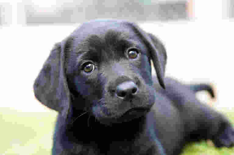 A black labrador puppy lies in the grass looking at the camera.