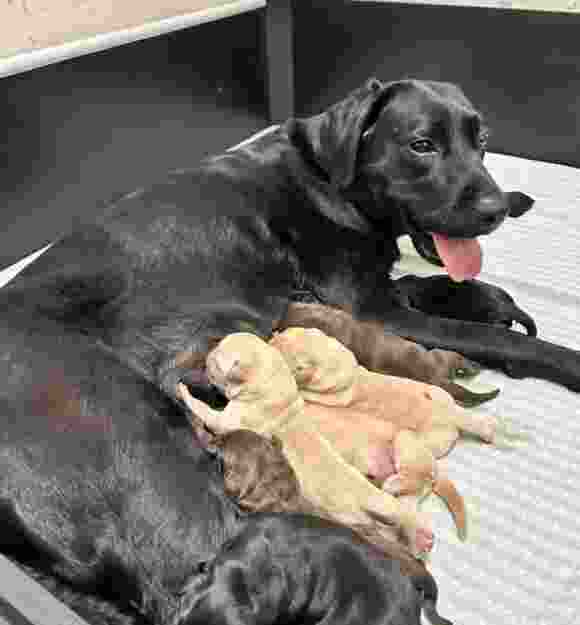 Zammy feeding her seven special pups