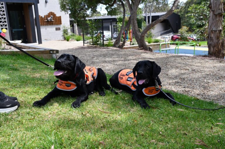 Guide Dog Tales Autumn 2026