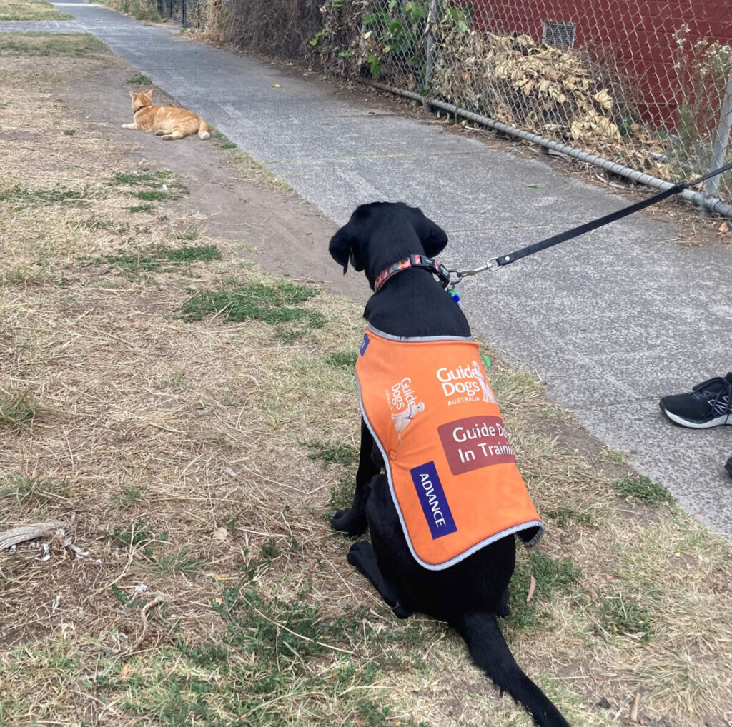 Puppy in training learning to notbe distracted by the cat up ahead