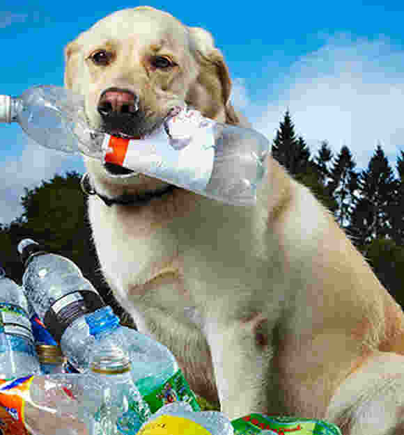 Labrador dog with empty plastic bottle in his mouth