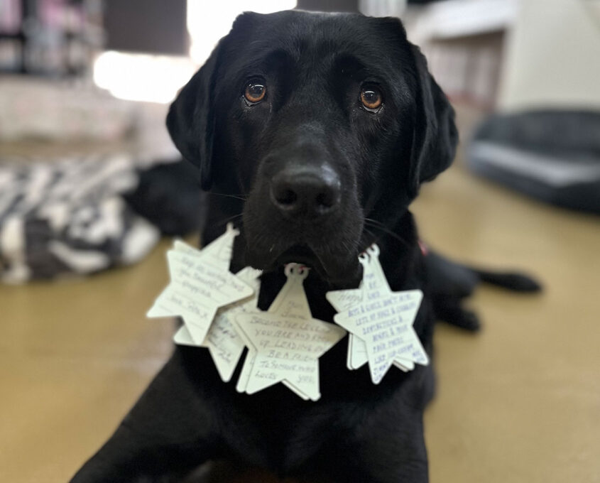 Guide dog with donor message