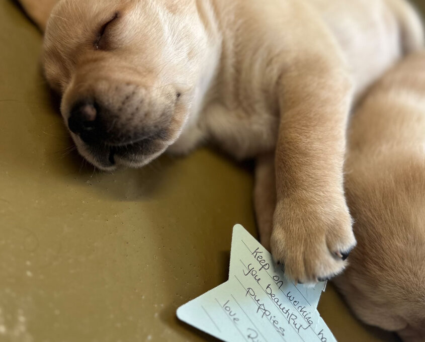 Guide dog with donor message
