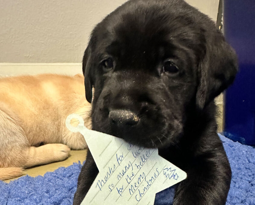 Guide dog with donor message