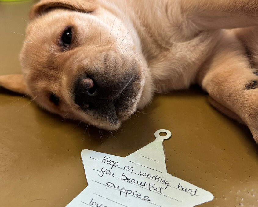 Guide dog with donor message