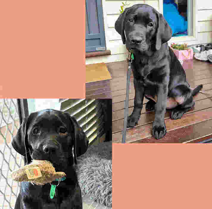 Tim & Tam Guide Dogs