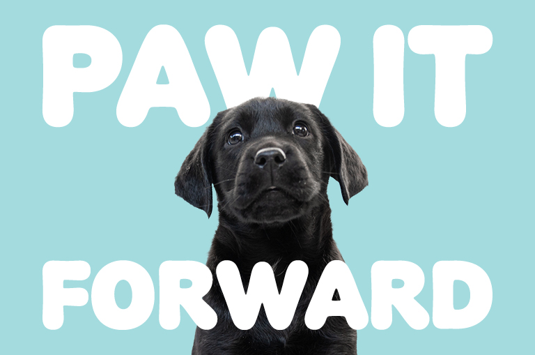 Black Lab puppy looking up with puppy dog eyes. Graphic says 'Paw it Forward'.