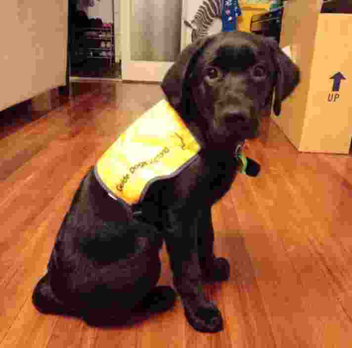 Warren as a puppy