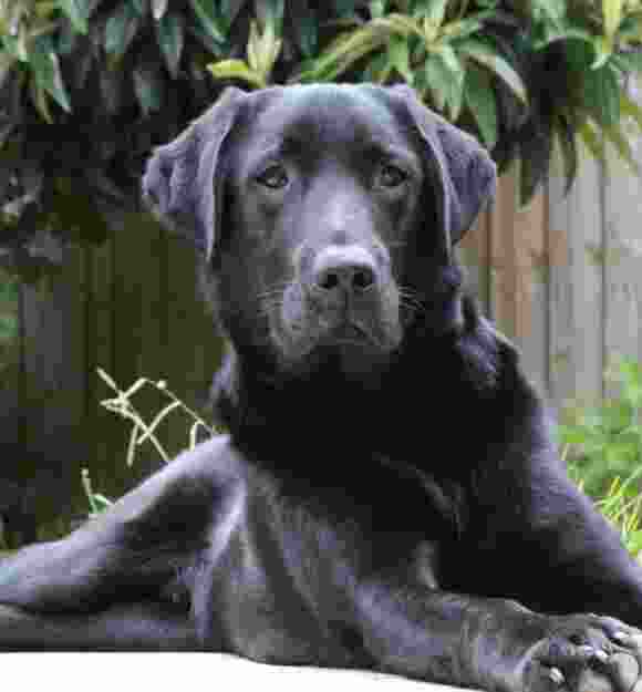guide dog Warren
