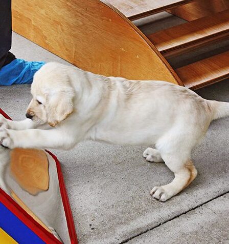 Positive Paws Project for Western Sydney Schools