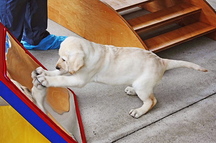 Guide Dog Puppy enjoying the Positive Paws Program in the Enrichment Area