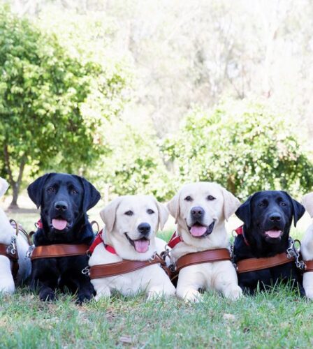 Guide Dog Graduation Ceremony in Wollongong