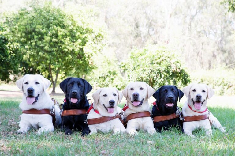 Guide Dog Graduation Ceremony in Wollongong