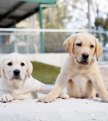 Puppy Raisers needed in the South Coast region