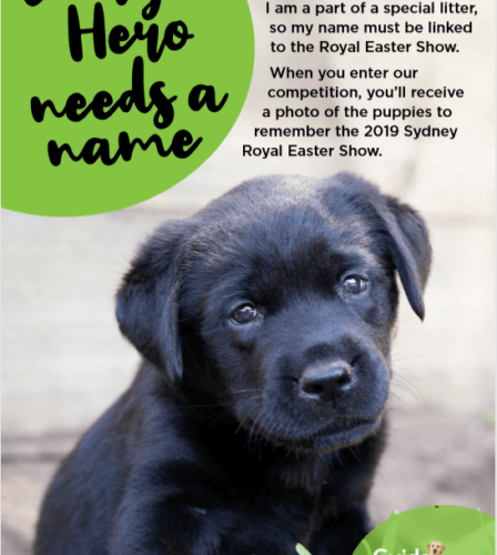 Name our Sydney Royal Easter Show Puppies competition
