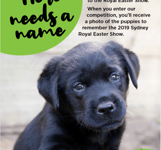 Name our Sydney Royal Easter Show Puppies competition