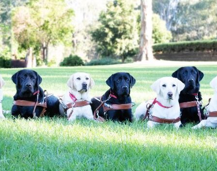 Meet your May 2019 Guide Dog graduates