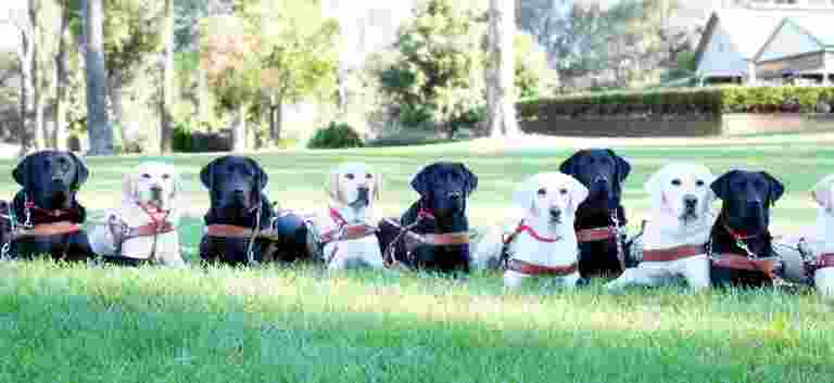 guide_dogs_may_graduates_collection