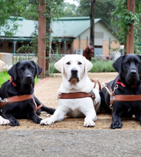 Meet the class of 2019 Guide Dog graduates