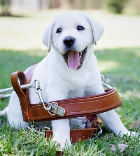 Guide Dogs Australia promotes the link between daily exercise and a happy pup this PAWGUST