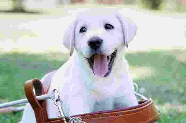 Guide Dog puppy in a harness