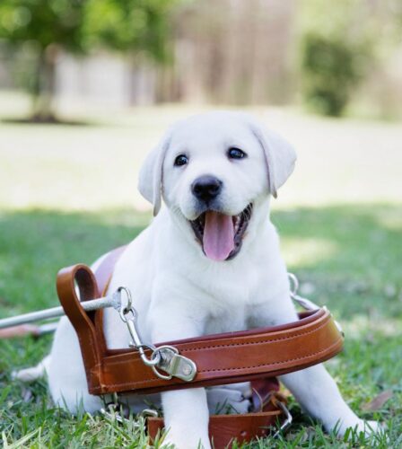 Newcastle locals asked to lend a helping paw